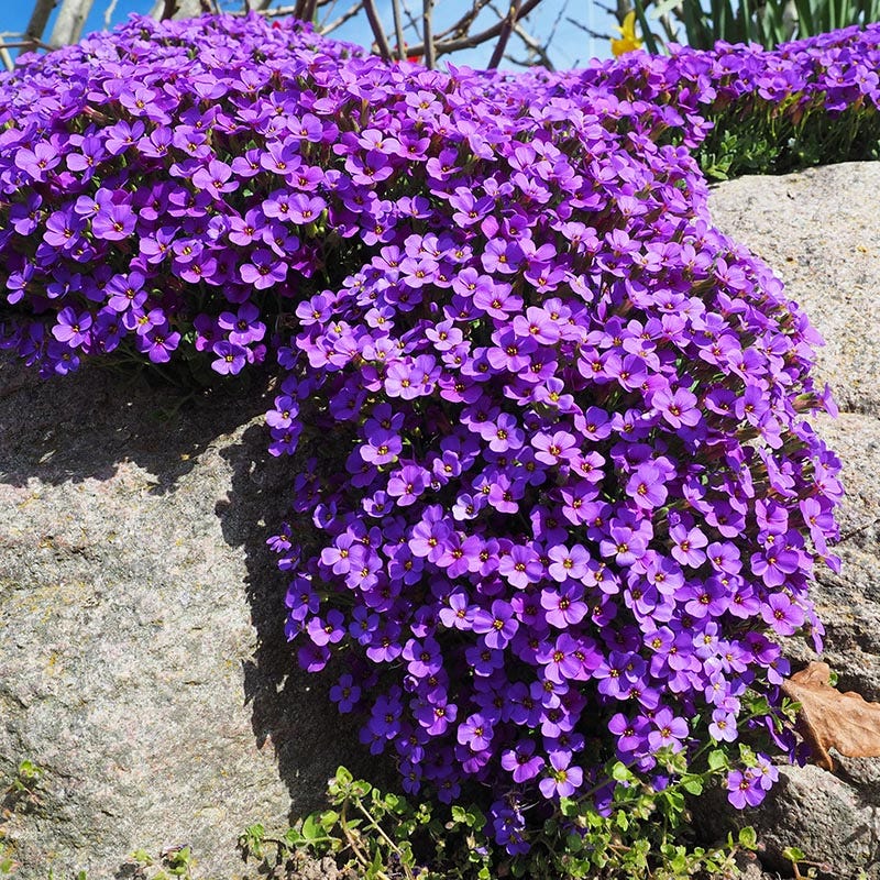 High quality Aubretia Deltoides Flower seeds for Planting Garden Favorite, Heirloom & GMO Free Seeds for Home Garden seeds pack
