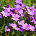 Purple Cress Flower seeds for Planting Fragrant Blossoms, Heirloom & GMO Free Seeds for Home Garden seeds for planting