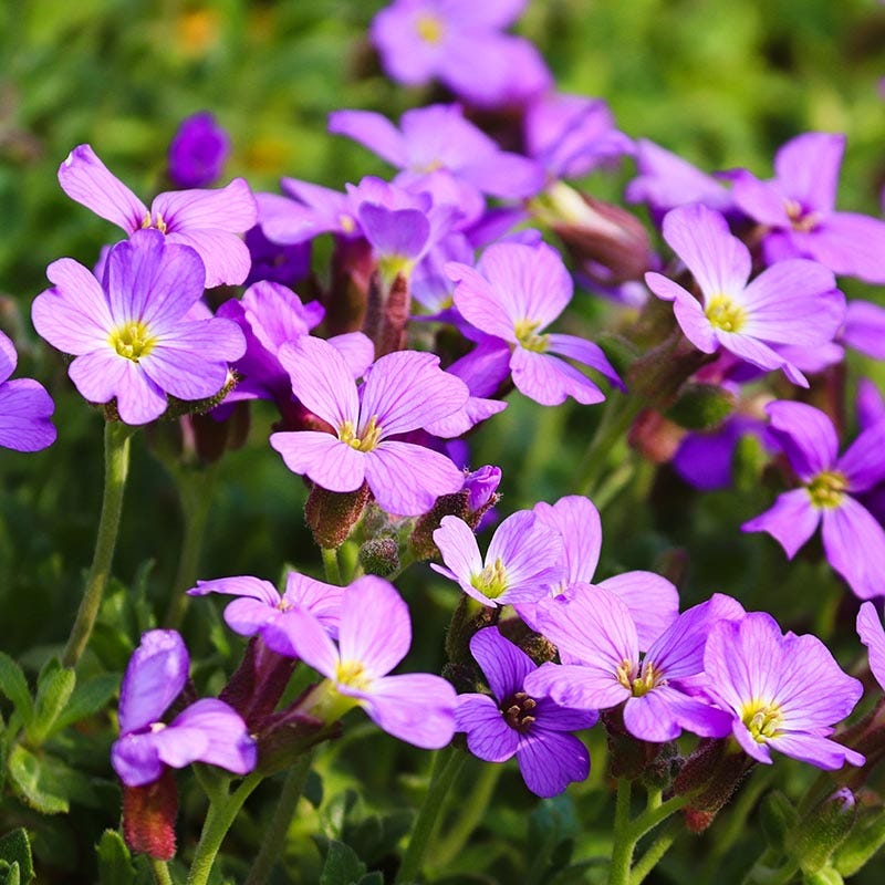 Purple Cress Flower seeds for Planting Fragrant Blossoms, Heirloom & GMO Free Seeds for Home Garden seeds for planting