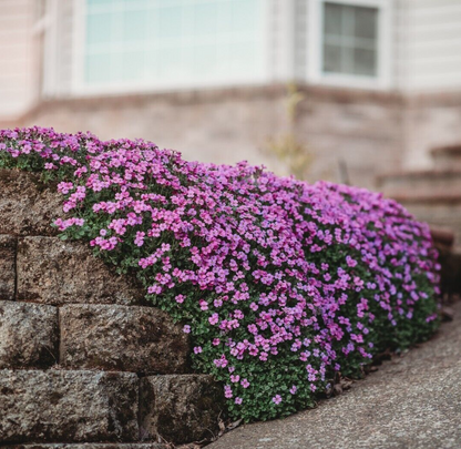 Aubrieta Cultorum cascading over a garden wall