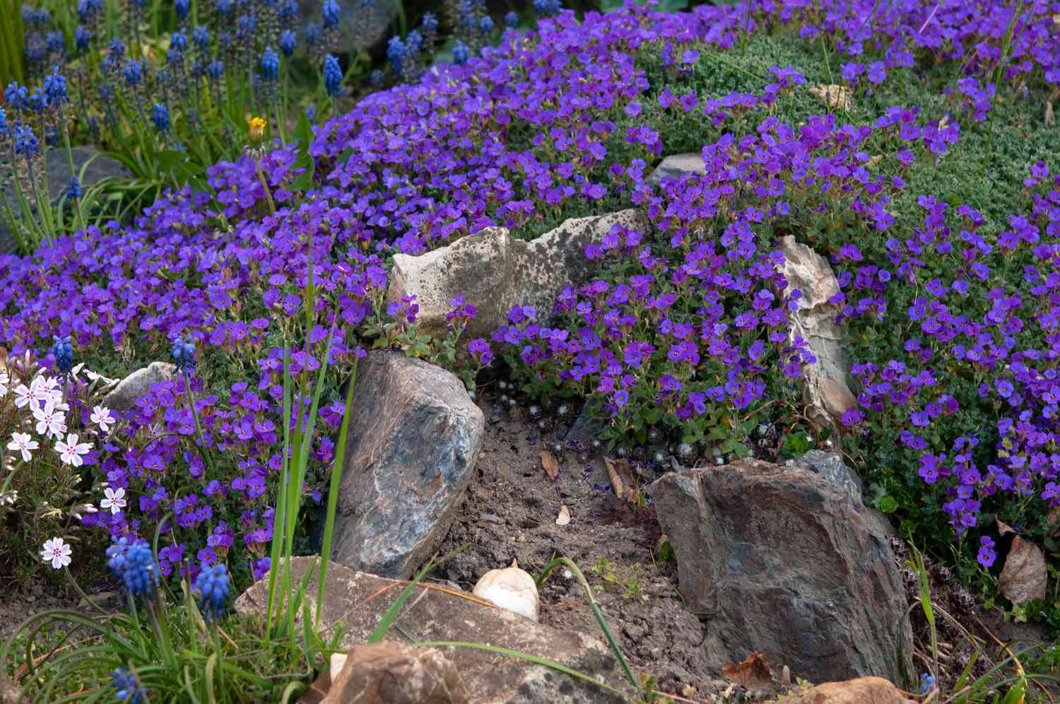 High quality Aubrieta Cascade Flower seeds for Planting Seasonal Bloomer, Heirloom & GMO Free Seeds for Home Garden seeds pack