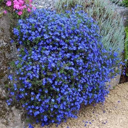 Dark Blue Aubrieta growing in a rock garden