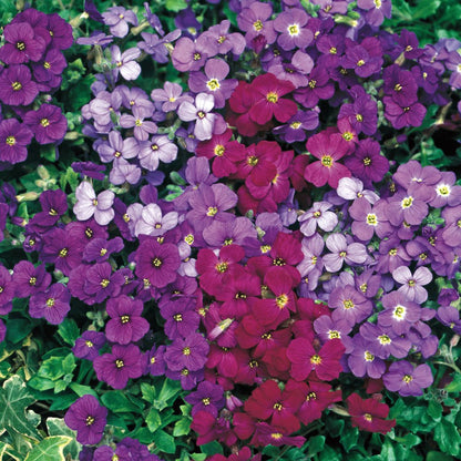 Aubrieta Flowers for Rock Gardens and Borders