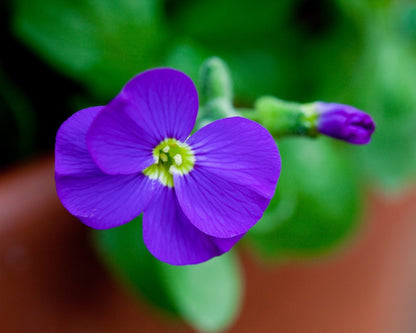 Aubrieta Violet Flower Seeds for Planting