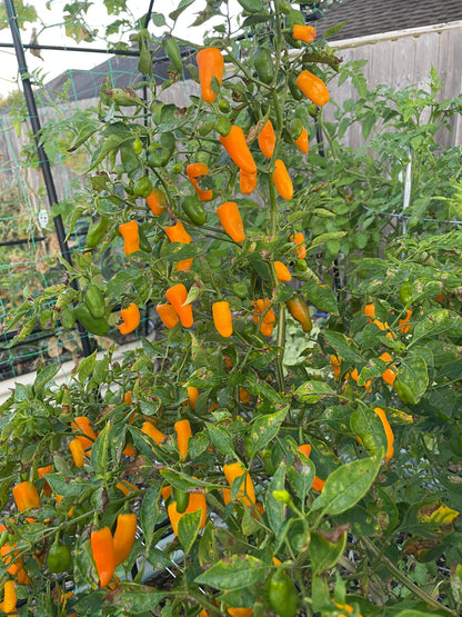 Augustine Minorcan Datil Pepper seeds for home garden planting