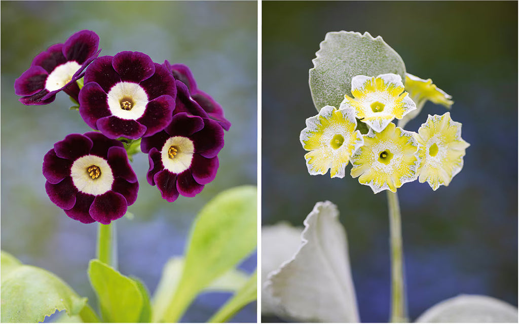 Mixed Auricula Flower seeds for Planting Long Bloom Season, Heirloom & GMO Free Seeds for Home Garden vegetable and garden seeds