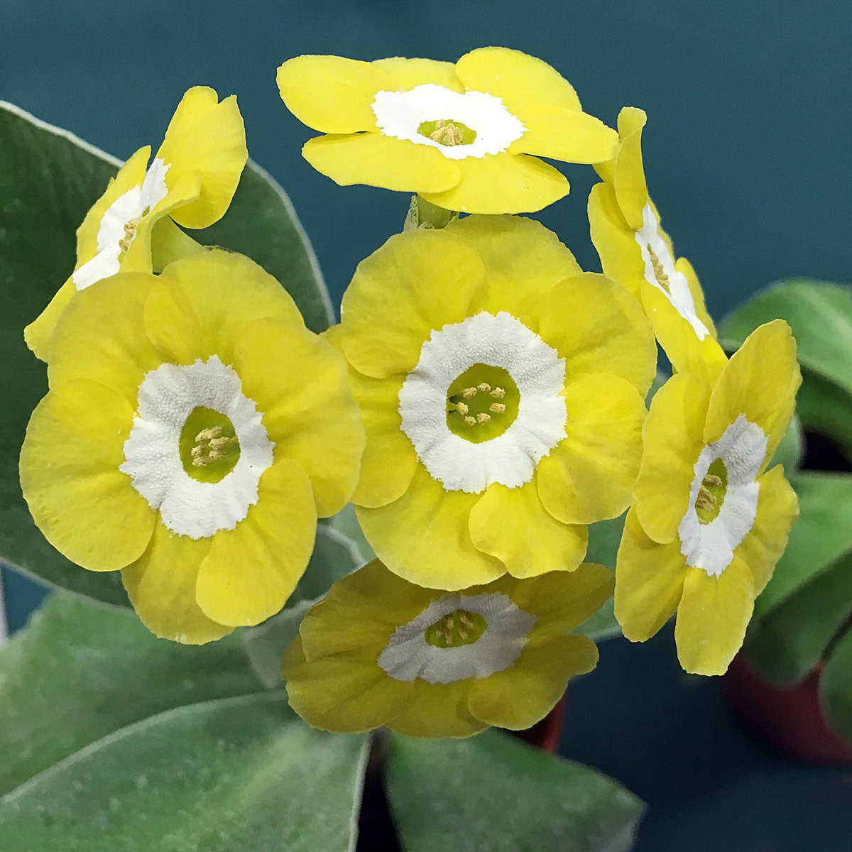 High quality Yellow Primula Auricula Flower seeds for Planting Pollinator Friendly, Heirloom & GMO Free Seeds for Home Garden seeds pack