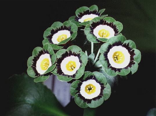 High quality Green White Primrose Flower seeds for Planting Perfect for Borders, Heirloom & GMO Free Seeds for Home Garden seeds pack