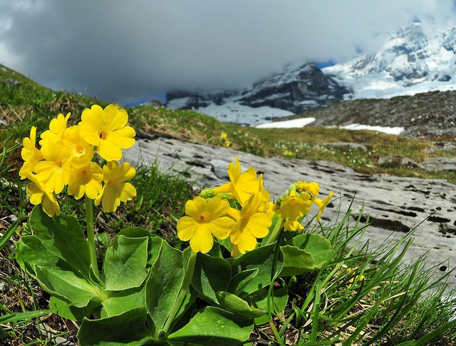 Aurikel Flower Seeds for Planting Stunning Mountain Blooms