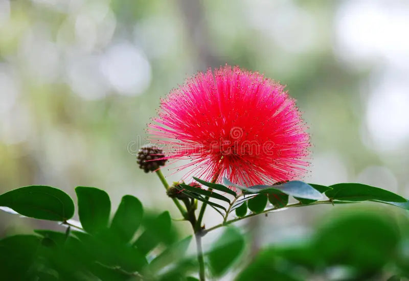Acacia Perennial Flower Seeds - Plant Bold Red Blooms In Your Garden