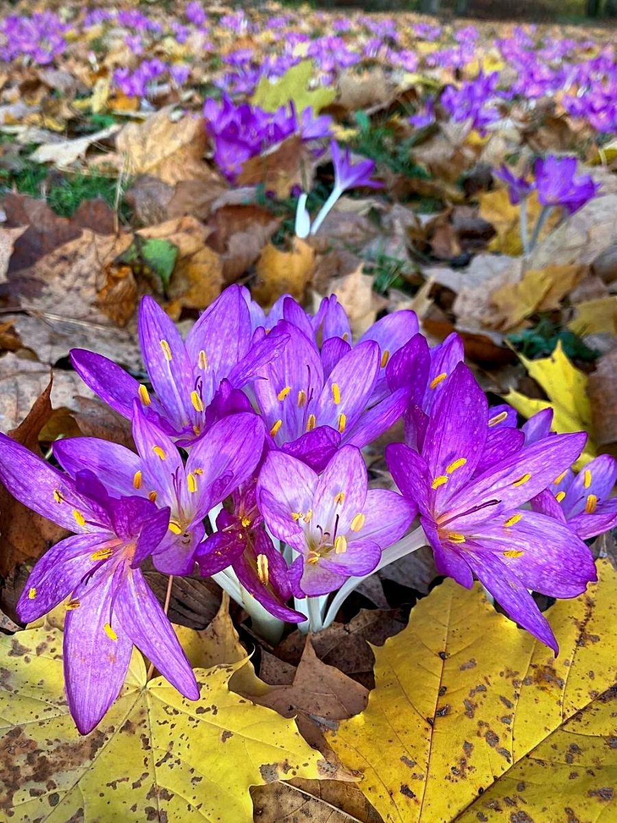 Premium Purple Landscape Autumn Flower seeds for Planting Drought Tolerant, Heirloom & GMO Free Seeds for Home Garden seeds