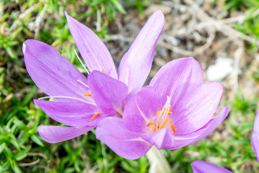 Premium Light Pink Crocus Flower seeds for Planting Premium Quality, Heirloom & GMO Free Seeds for Home Garden seeds