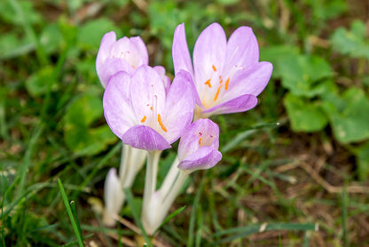 Autumn Crocus Flower seeds for Planting Bright Blooms Heirloom & GMO Free Seeds for Home Garden