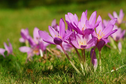 Autumn Crocus Flower seeds for Planting Bright Blooms Heirloom & GMO Free Seeds for Home Garden