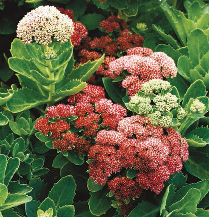 Sedum Flower seeds for Planting Long Bloom Season Heirloom & GMO Free Seeds for Home Garden