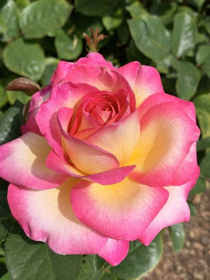 Away Rose Flower Seeds Yellow and Pink for Planting
