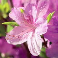 Azalea Flower seeds for Planting Easy to Grow, Heirloom & GMO Free Seeds for Home Garden seeds for planting