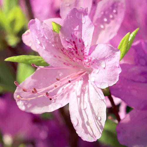 Azalea Flower seeds for Planting Easy to Grow, Heirloom & GMO Free Seeds for Home Garden seeds for planting