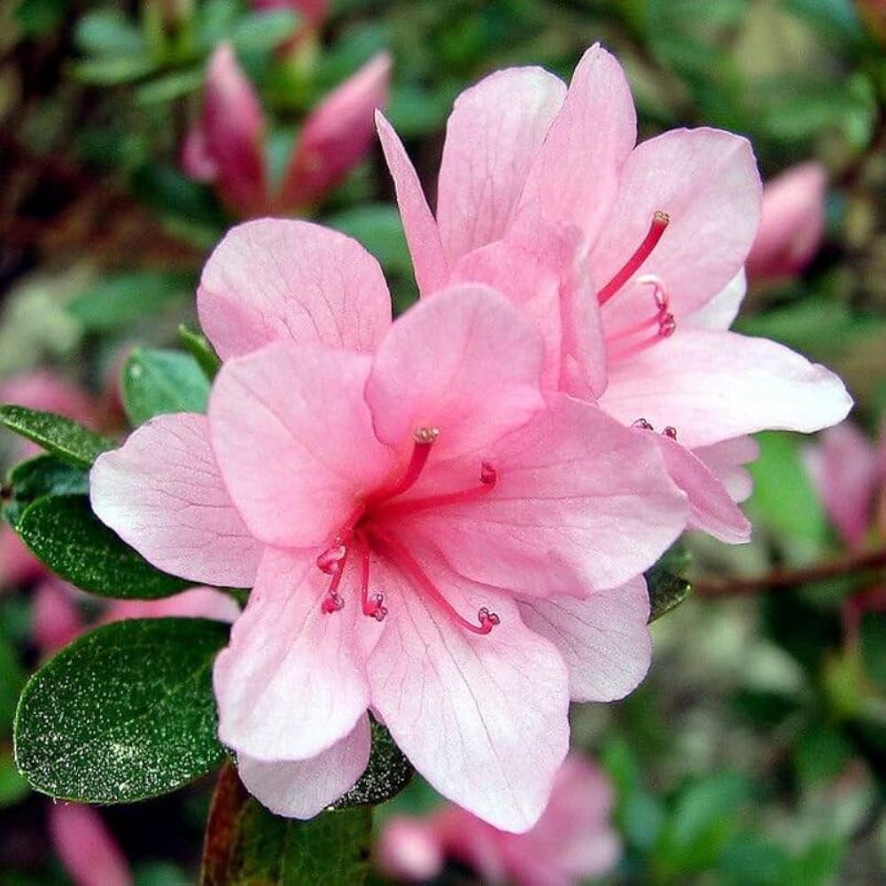 Azalea Pink Flower Seeds for Planting