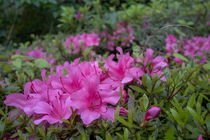 Azalea Pink Flower Shrub in Bloom