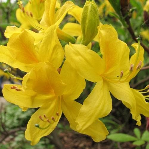 How to Plant Yellowgreen Azalea Seeds