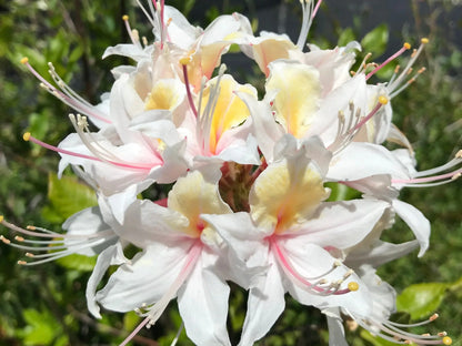 Western Azalea Flower seeds for Planting Bright Blooms Heirloom & GMO Free Seeds for Home Garden