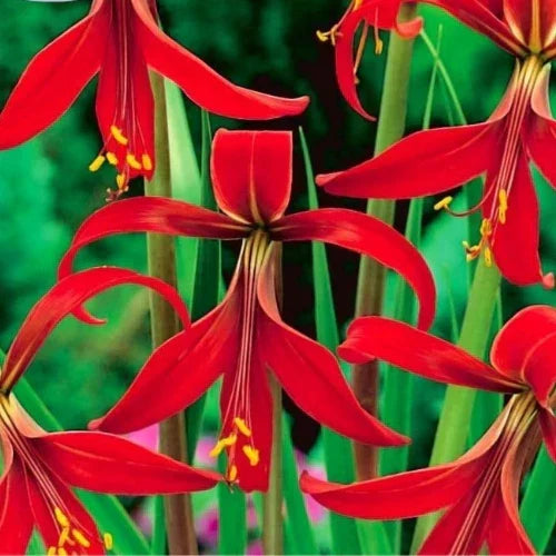 Premium Sprekelia Flower seeds for Planting Perfect for Borders, Heirloom & GMO Free Seeds for Home Garden seeds