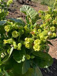 Aztec Tobacco Nicotiana Rustica Growing in Ornamental Garden