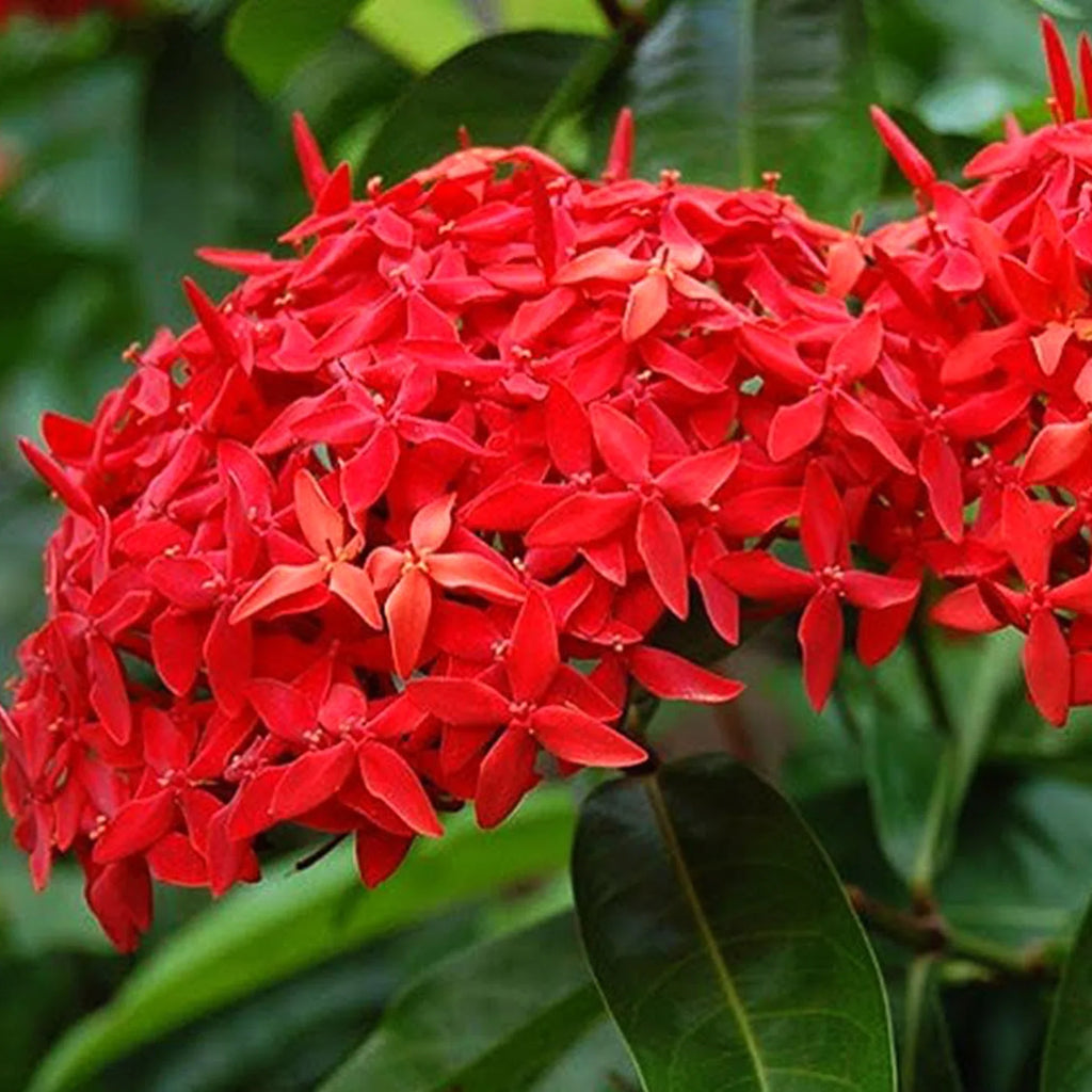Premium Red Ixora Flower seeds for Planting Hardy Variety, Heirloom & GMO Free Seeds for Home Garden Sale seeds