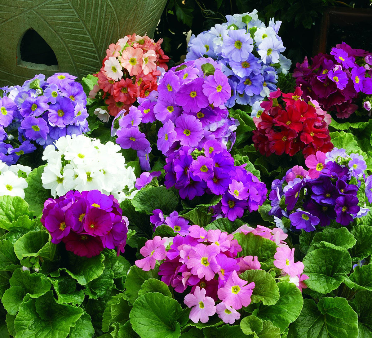 Mixed Primrose OR Primula Obconica Flower Seeds Violet Flower seeds for Planting Long Bloom Season, Heirloom & GMO Free Seeds for Home Garden seeds for planting