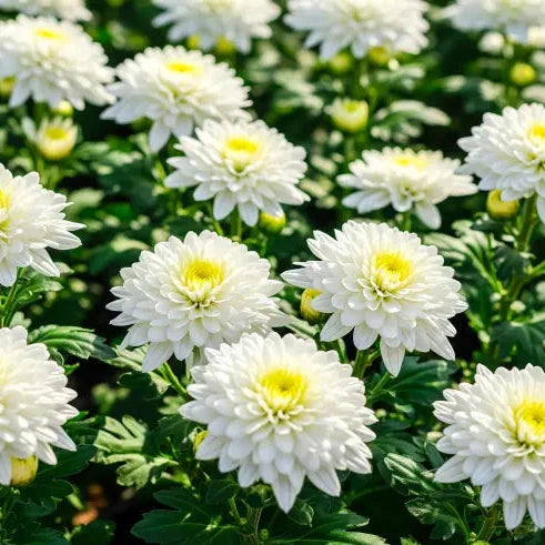 Premium White Chrysanthemum or Quercifolia Flower seeds for Planting Low Maintenance, Heirloom & GMO Free Seeds for Home Garden seeds