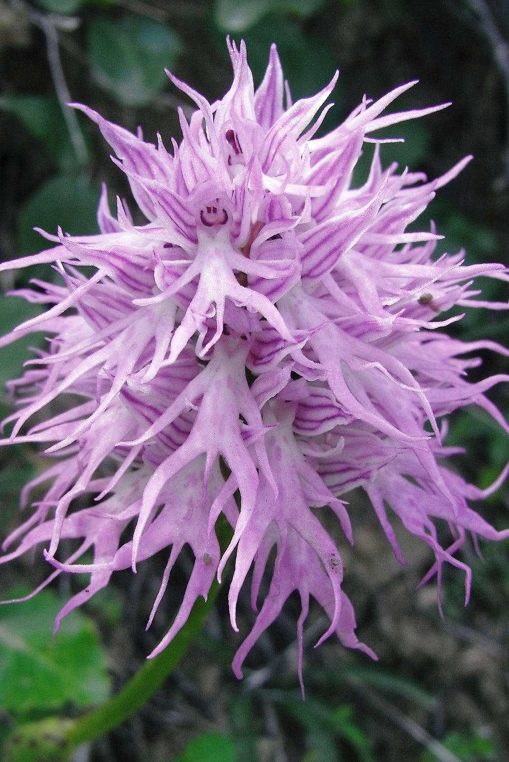 Premium Orchis Italica Flower seeds for Planting Compact Growth, Heirloom & GMO Free Seeds for Home Garden seeds