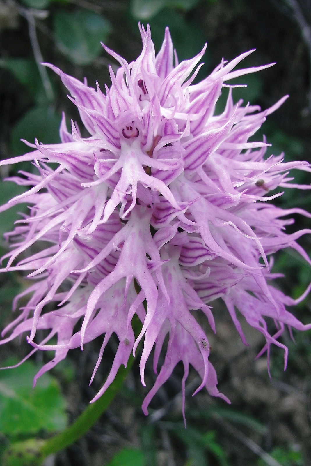 Premium Orchis Italica Flower seeds for Planting Compact Growth, Heirloom & GMO Free Seeds for Home Garden seeds