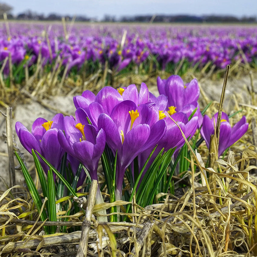 Blue Ocean crocus Flower seeds for Planting Colorful Display, Heirloom & GMO Free Seeds for Home Garden vegetable and garden seeds