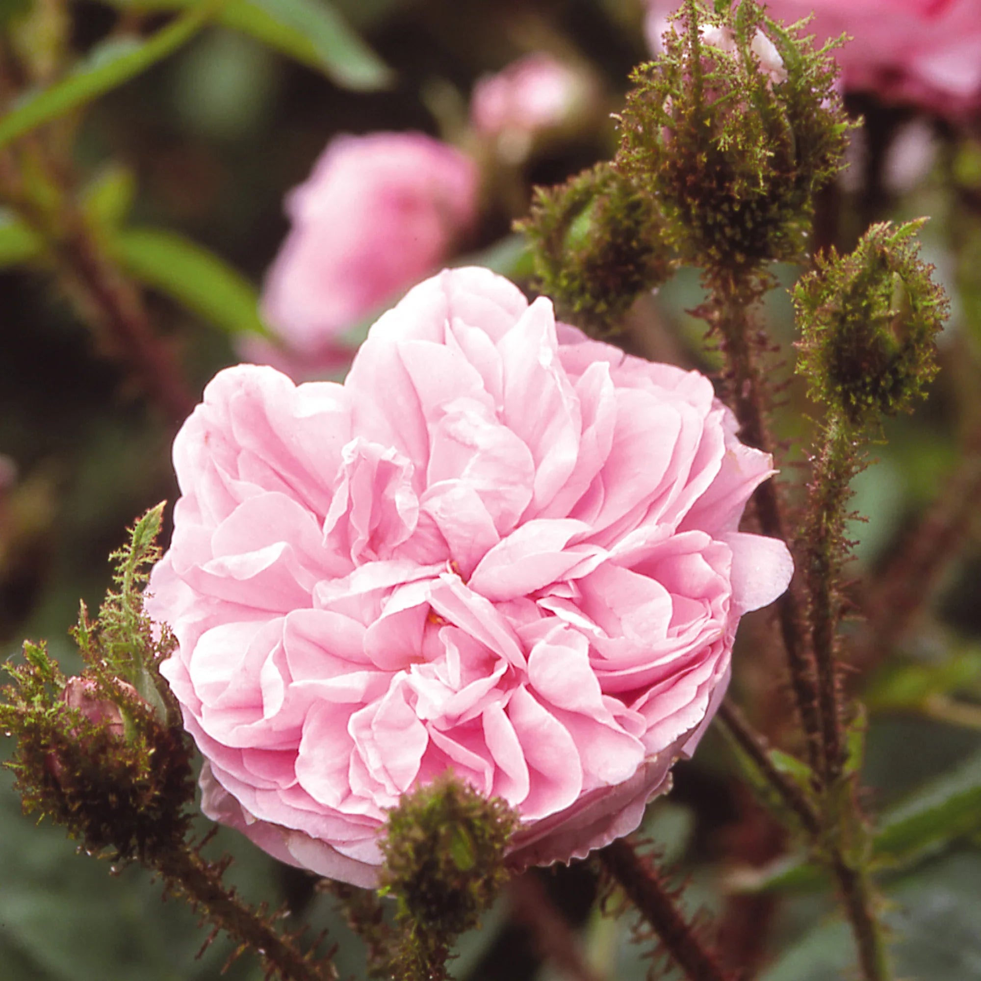Premium Pink Moss Rose Flower seeds for Planting Colorful Display, Heirloom & GMO Free Seeds for Home Garden seeds
