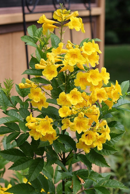 Esperanza Flower seeds for Planting Vibrant Colors, Heirloom & GMO Free Seeds for Home Garden vegetable and garden seeds