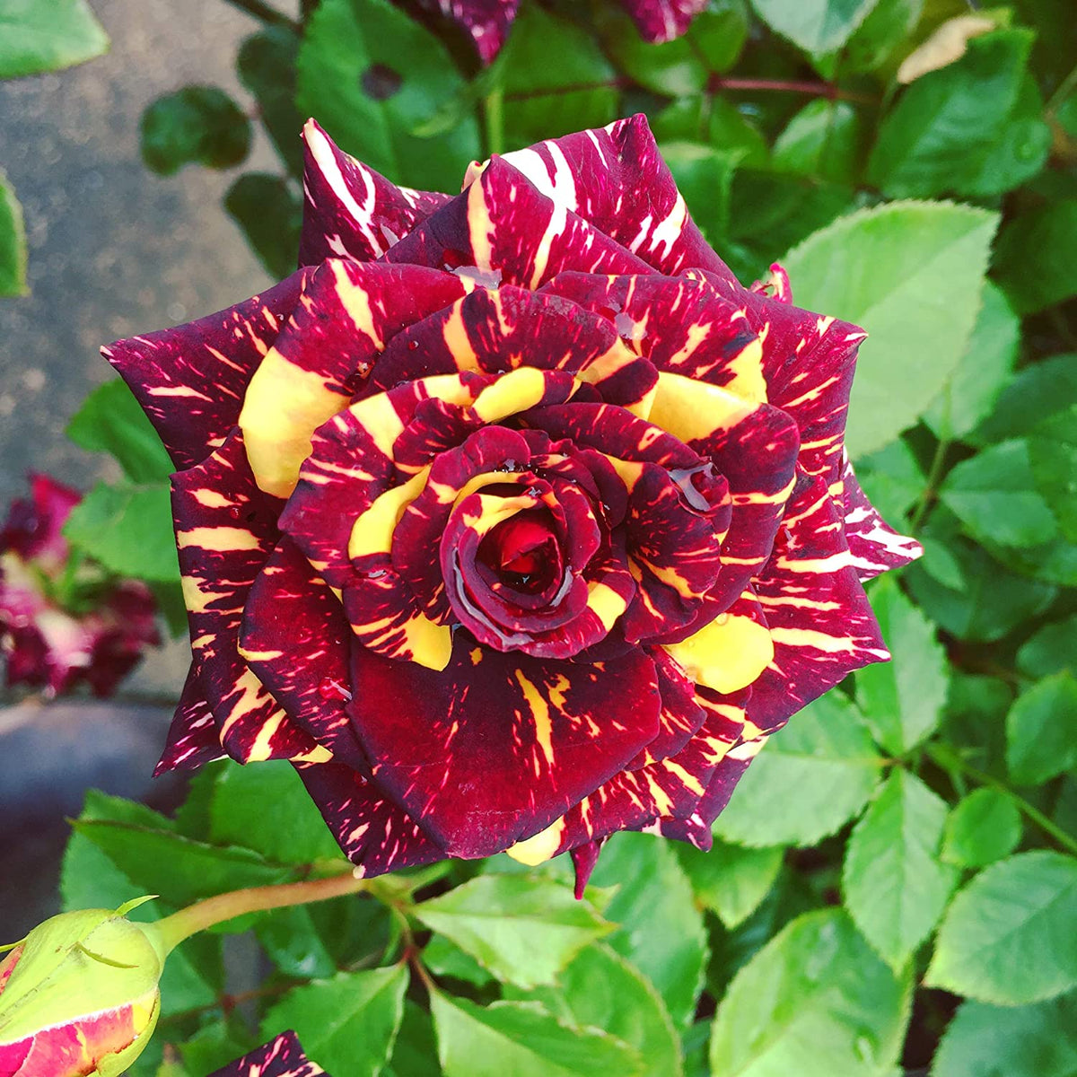 Heirloom Abracadabra Flower seeds for Planting Easy to Grow Heirloom & GMO Free Seeds for Home Garden