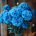 Sky Blue Carnation Flower seeds for Planting Vibrant Colors, Heirloom & GMO Free Seeds for Home Garden seeds for planting