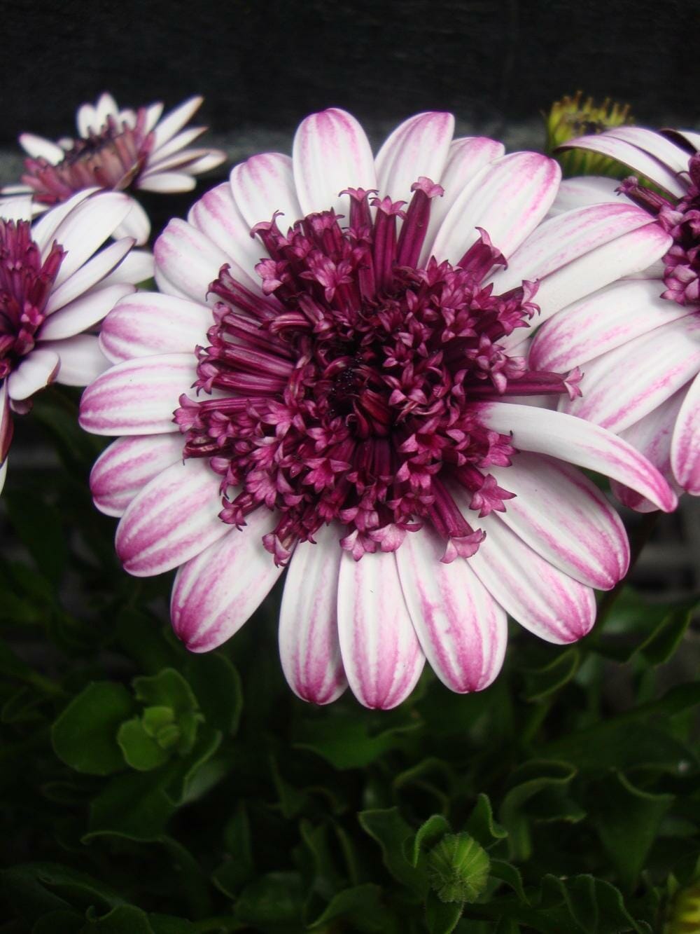 White Purple Omeris Flower seeds for Planting Sun Loving, Heirloom & GMO Free Seeds for Home Garden seeds for planting