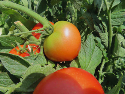 Burbank Tomato Seeds for Juicy Slices Planting
