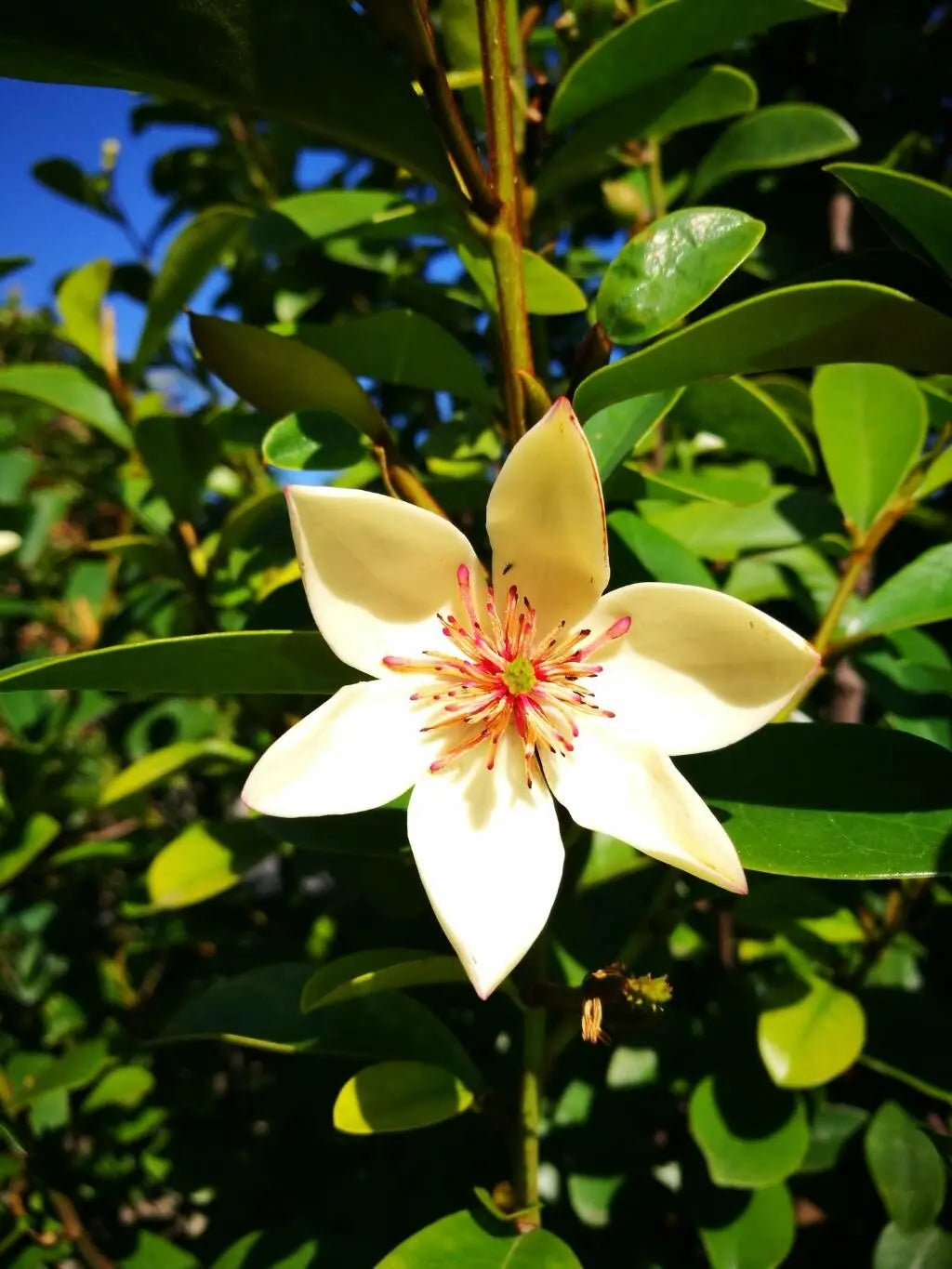 Premium Cream Michelia Flower seeds for Planting Cut Flower Favorite, Heirloom & GMO Free Seeds for Home Garden seeds