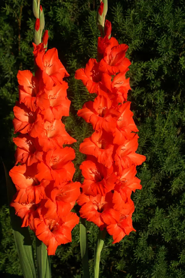 Gladiolus Flower seeds for Planting Easy to Grow, Heirloom & GMO Free Seeds for Home Garden vegetable and garden seeds