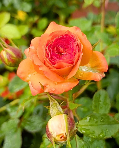 Rose Flower seeds for Planting Low Maintenance Heirloom & GMO Free Seeds for Home Garden