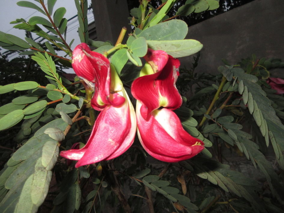 Sesbania Grandiflora Flower seeds for Planting Fragrant Blossoms Heirloom & GMO Free Seeds for Home Garden