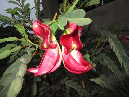 Sesbania Grandiflora Flower seeds for Planting Fragrant Blossoms Heirloom & GMO Free Seeds for Home Garden