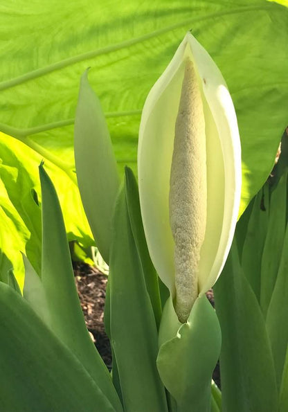 Heirloom Colocasia Flower seeds for Planting Bright Blooms Heirloom & GMO Free Seeds for Home Garden