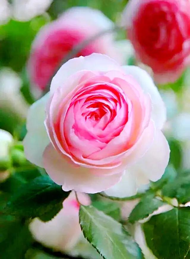 Pink Lonza Gemstone Flower Seeds for Planting Heirloom, Non GMO, Sun Loving Garden Seeds vegetable and garden seeds