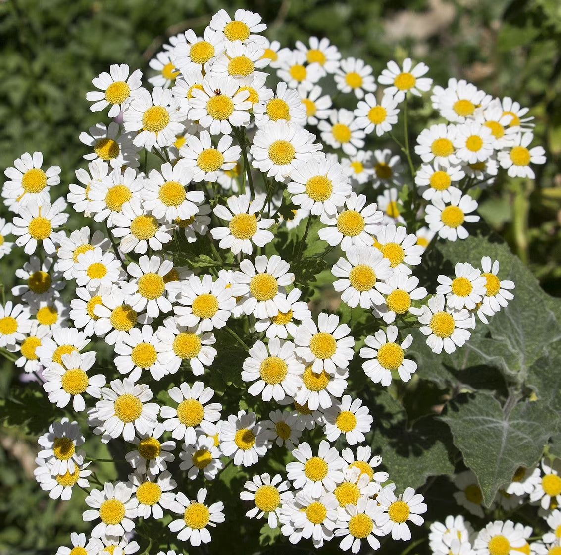 Pyrethrum Flower seeds for Planting Premium Quality Heirloom & GMO Free Seeds for Home Garden