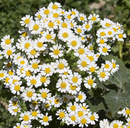 Pyrethrum Flower seeds for Planting Premium Quality Heirloom & GMO Free Seeds for Home Garden