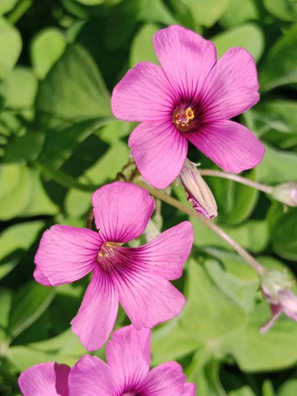 Magenta Flower seeds for Planting Shade Tolerant Heirloom & GMO Free Seeds for Home Garden